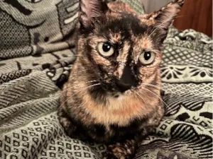 Gato raça SRD-ViraLata idade 6 ou mais anos nome Pandora