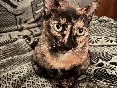 Gato raça SRD-ViraLata idade 6 ou mais anos nome Pandora