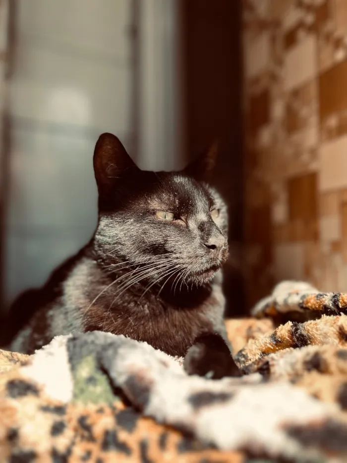 Gato raça SRD-ViraLata idade 5 anos nome Zorro