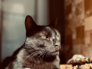 Gato raça SRD-ViraLata idade 5 anos nome Zorro