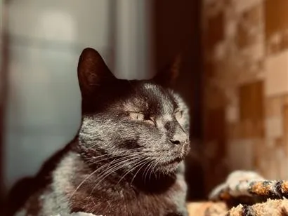 Gato raça SRD-ViraLata idade 5 anos nome Zorro