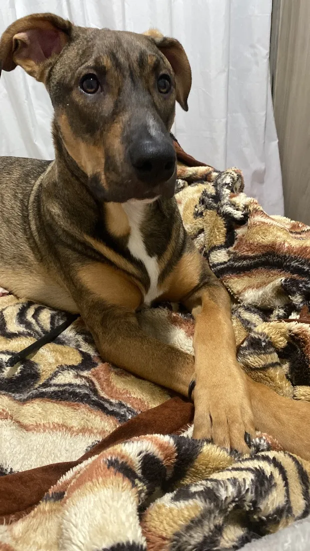 Cachorro raça SRD-ViraLata idade 7 a 11 meses nome THÉO
