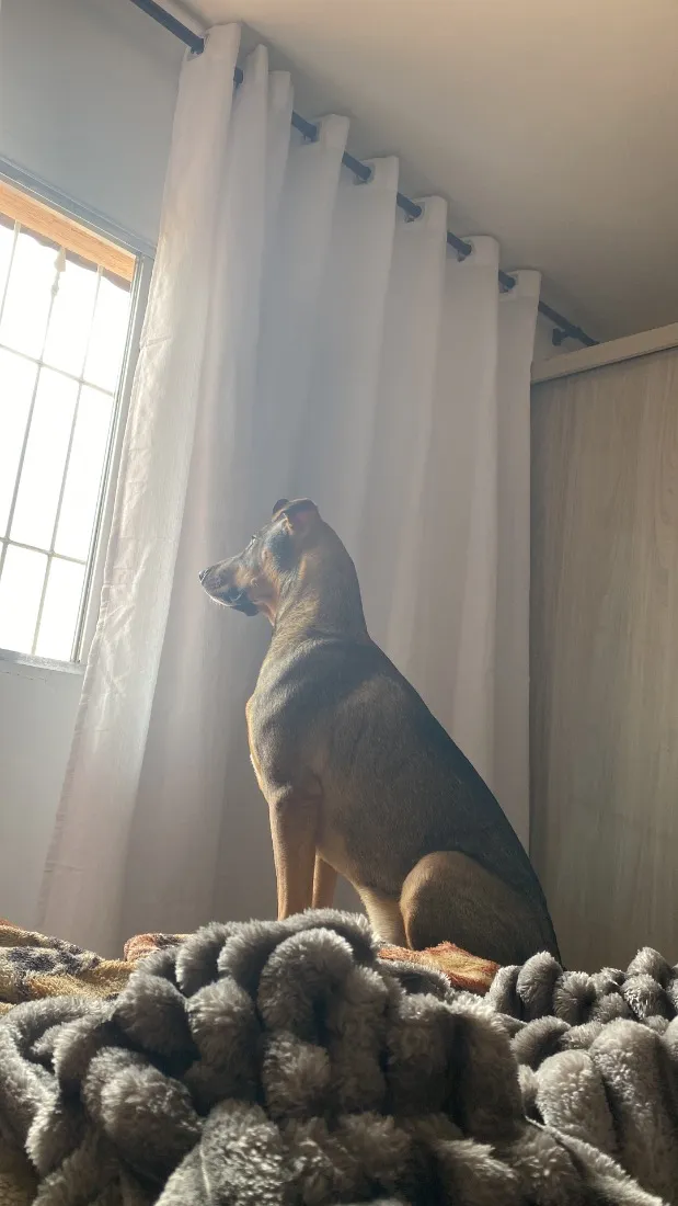 Cachorro raça SRD-ViraLata idade 7 a 11 meses nome THÉO