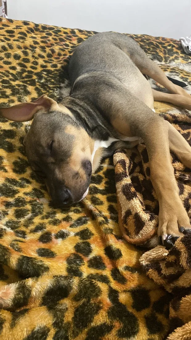 Cachorro raça SRD-ViraLata idade 7 a 11 meses nome THÉO