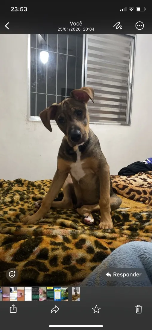 Cachorro raça SRD-ViraLata idade 7 a 11 meses nome THÉO