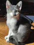 lua 