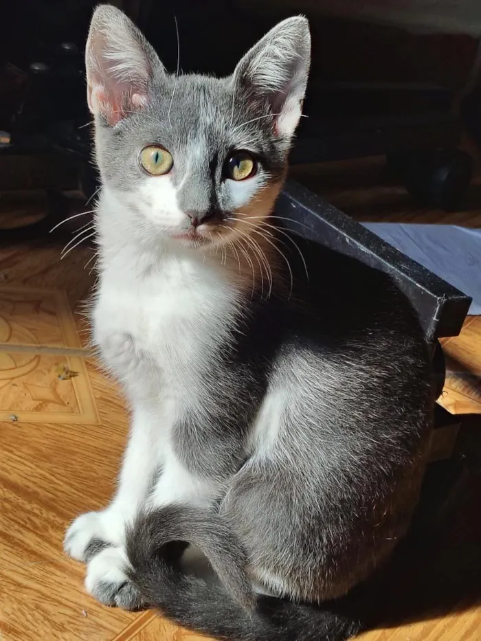 Gato raça SRD-ViraLata idade 2 a 6 meses nome lua 