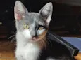 lua 