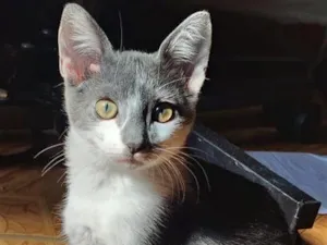 Gato raça SRD-ViraLata idade 2 a 6 meses nome lua 
