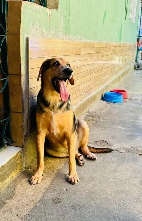Cachorro raça SRD-ViraLata idade 3 anos nome kevin