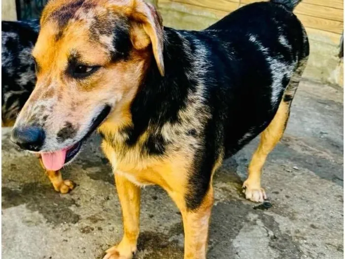 Cachorro raça SRD-ViraLata idade 3 anos nome kevin