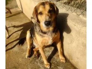 Cachorro raça SRD-ViraLata idade 3 anos nome kevin