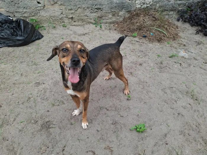 Cachorro raça SRD-ViraLata idade 5 anos nome Bethoveen