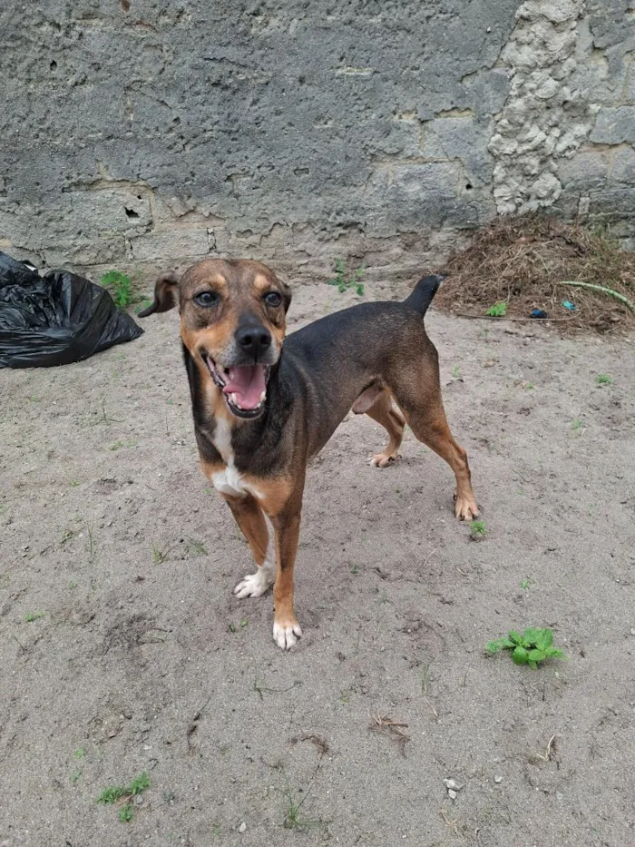 Cachorro raça SRD-ViraLata idade 5 anos nome Bethoveen