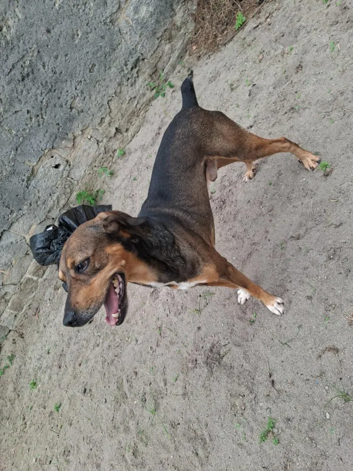 Cachorro raça SRD-ViraLata idade 5 anos nome Bethoveen
