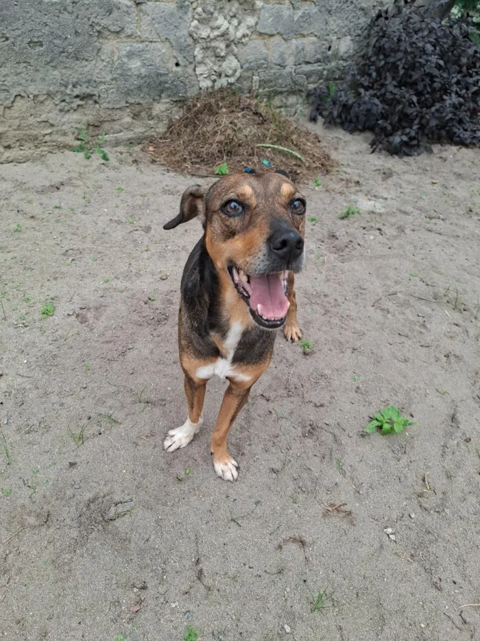 Cachorro raça SRD-ViraLata idade 5 anos nome Bethoveen