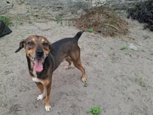 Cachorro raça SRD-ViraLata idade 5 anos nome Bethoveen
