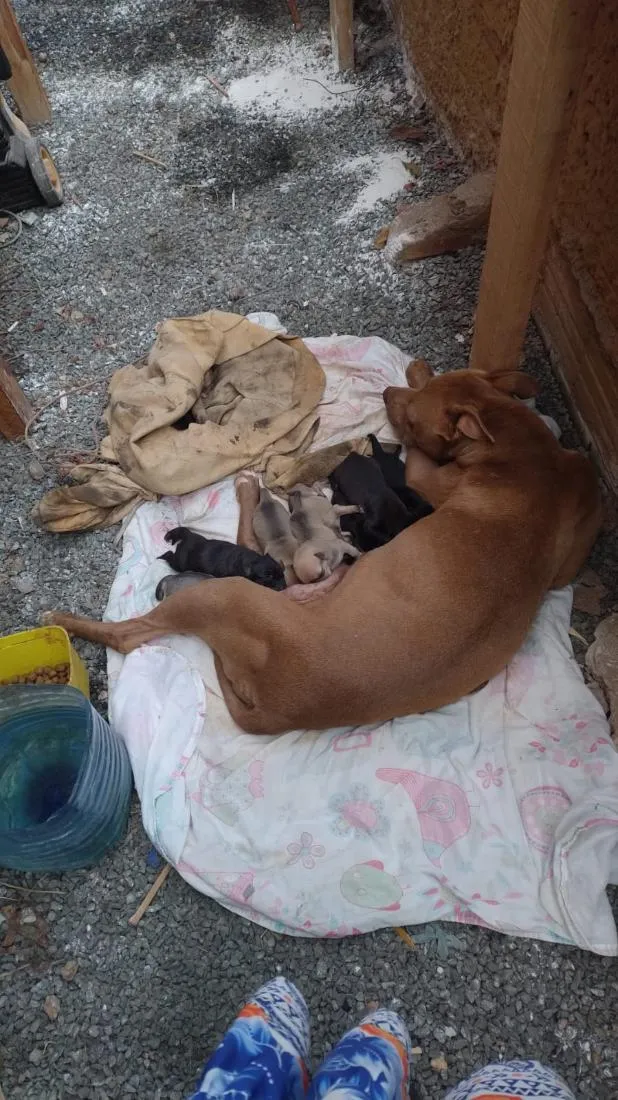Cachorro raça Pit-Bull idade 2 a 6 meses nome sem nome ainda