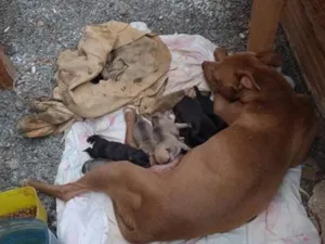 Cachorro raça Pit-Bull idade 2 a 6 meses nome sem nome ainda