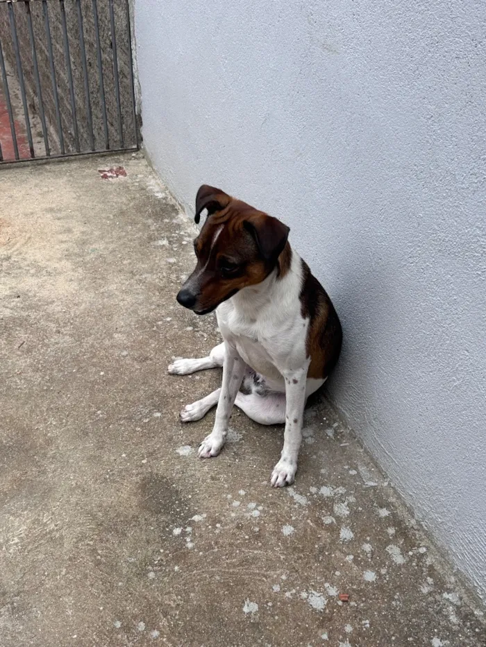 Cachorro raça SRD-ViraLata idade 1 ano nome Zeca