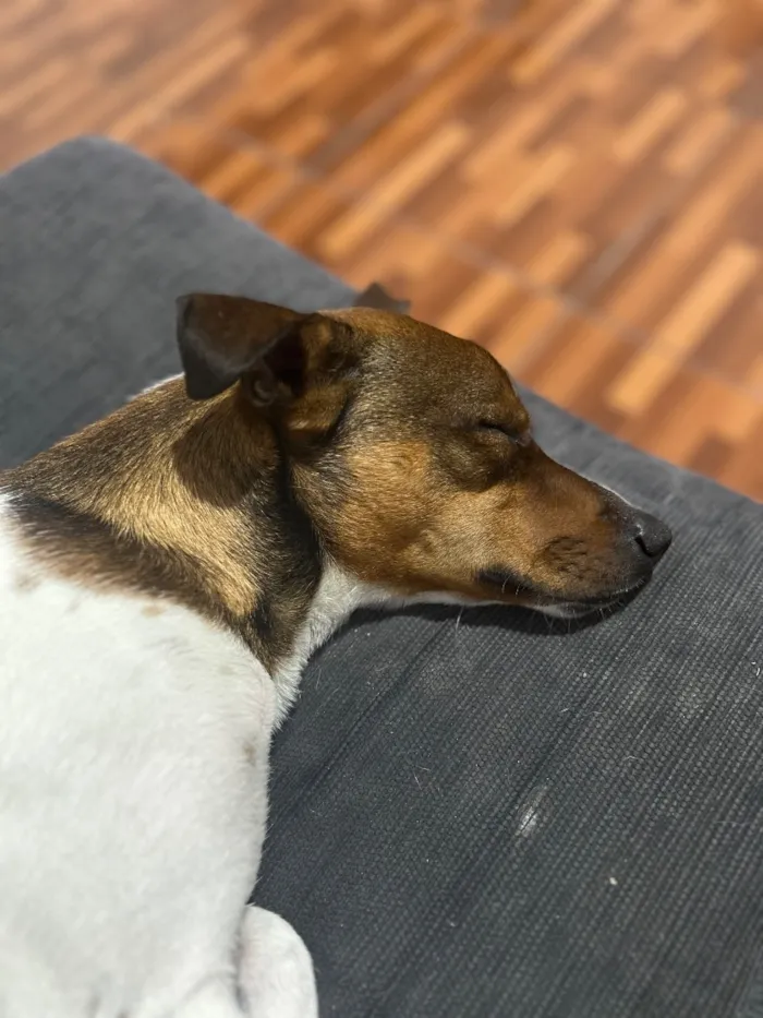 Cachorro raça SRD-ViraLata idade 1 ano nome Zeca