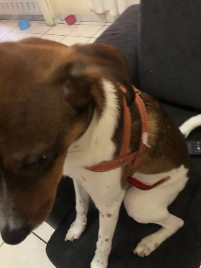 Cachorro raça SRD-ViraLata idade 1 ano nome Zeca