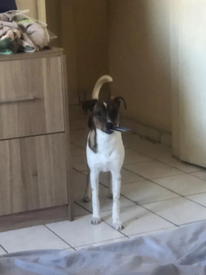 Cachorro raça SRD-ViraLata idade 1 ano nome Zeca