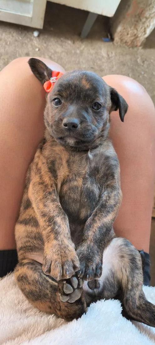 Cachorro raça SRD-ViraLata idade Abaixo de 2 meses nome filhotes 
