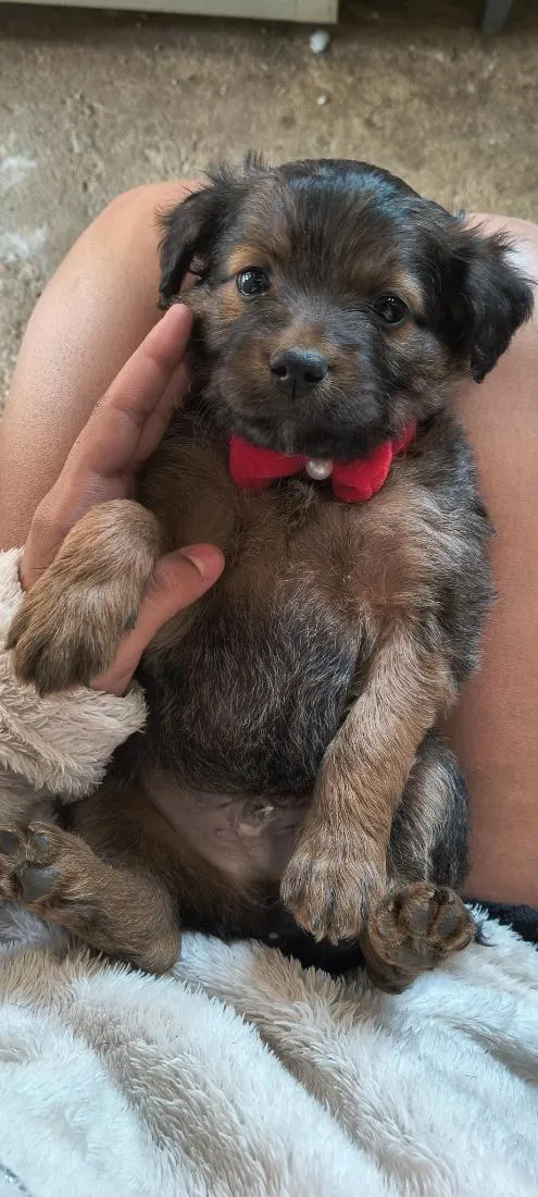Cachorro raça SRD-ViraLata idade Abaixo de 2 meses nome filhotes 