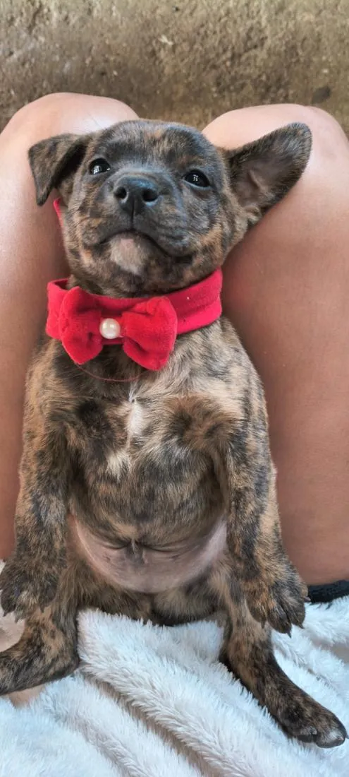 Cachorro raça SRD-ViraLata idade Abaixo de 2 meses nome filhotes 