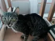 caju