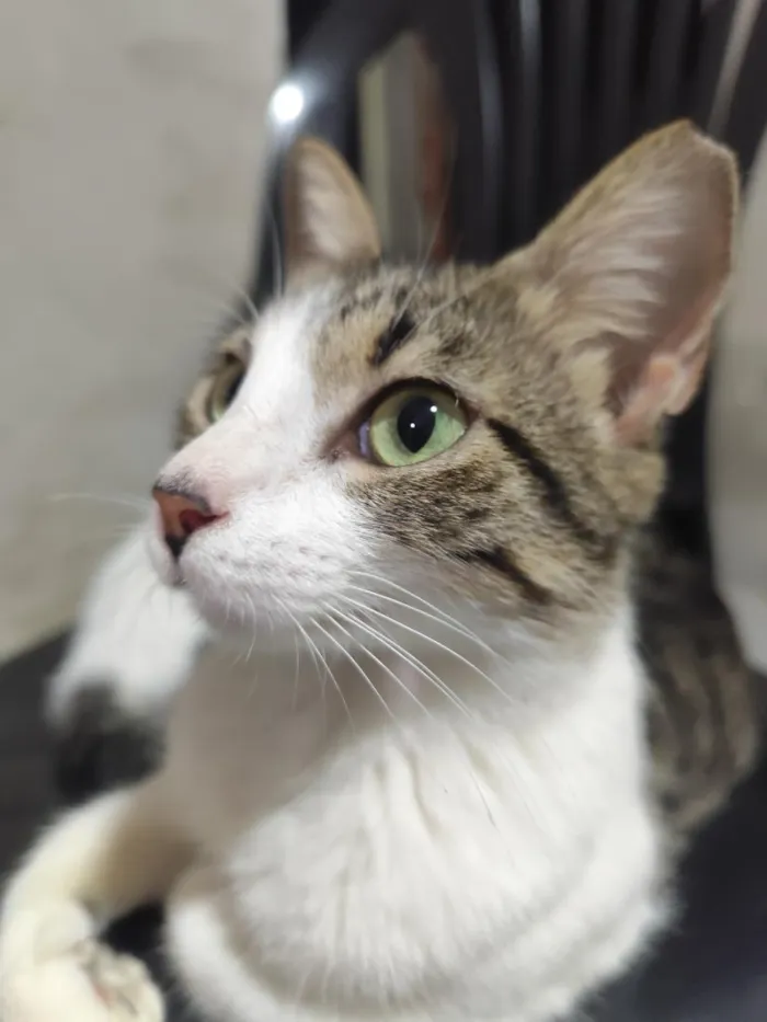 Gato raça SRD-ViraLata idade 2 a 6 meses nome Luma e tapioca 