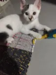 Luma e tapioca 