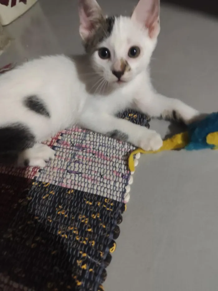 Gato raça SRD-ViraLata idade 2 a 6 meses nome Luma e tapioca 