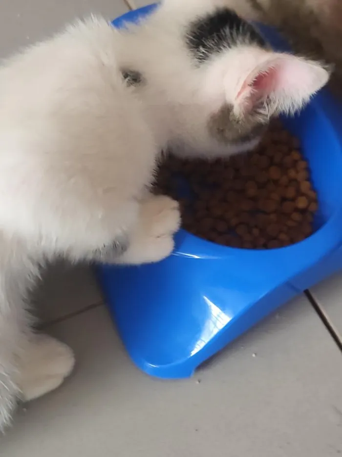 Gato raça SRD-ViraLata idade 2 a 6 meses nome Luma e tapioca 