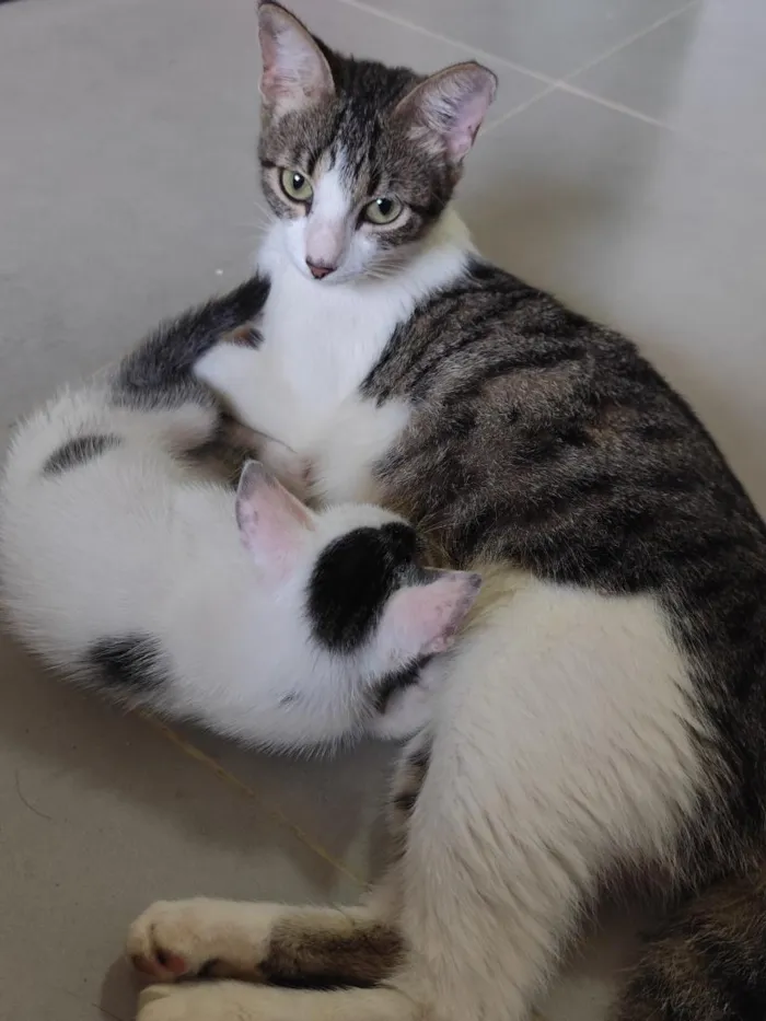 Gato raça SRD-ViraLata idade 2 a 6 meses nome Luma e tapioca 