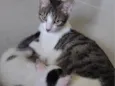 Luma e tapioca 