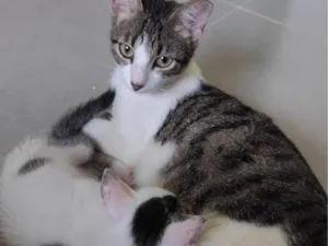 Gato raça SRD-ViraLata idade 2 a 6 meses nome Luma e tapioca 