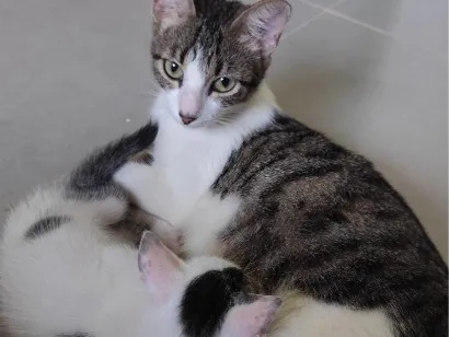 Gato raça SRD-ViraLata idade 2 a 6 meses nome Luma e tapioca 