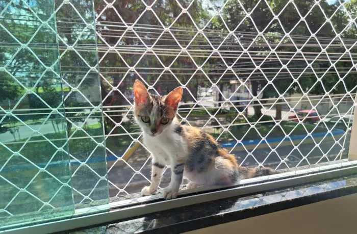 Gato raça SRD-ViraLata idade 2 a 6 meses nome Mel