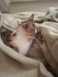 Mel