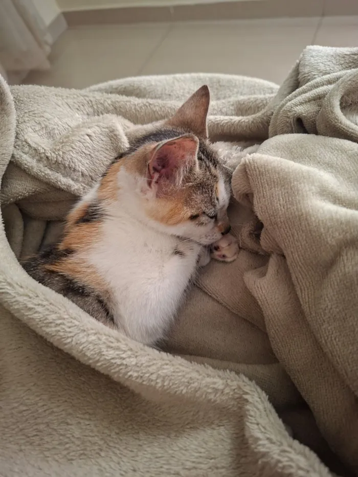 Gato raça SRD-ViraLata idade 2 a 6 meses nome Mel