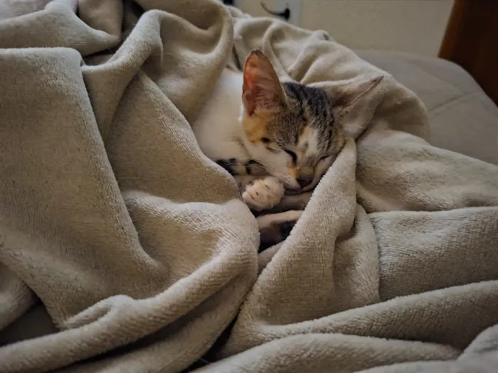 Gato raça SRD-ViraLata idade 2 a 6 meses nome Mel