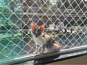 Gato raça SRD-ViraLata idade 2 a 6 meses nome Mel