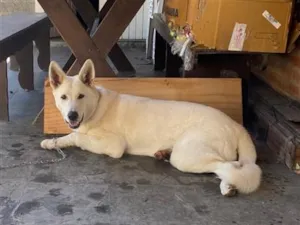 Cachorro raça SRD-ViraLata idade 7 a 11 meses nome Snow