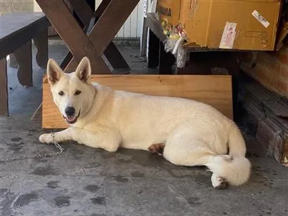 Cachorro raça SRD-ViraLata idade 7 a 11 meses nome Snow