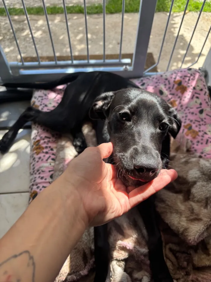 Cachorro raça SRD-ViraLata idade 2 a 6 meses nome Helena
