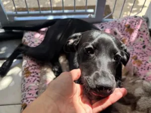 Cachorro raça SRD-ViraLata idade 2 a 6 meses nome Helena