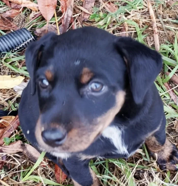 Cachorro raça Fila idade 2 a 6 meses nome Zeus 