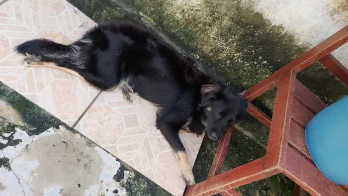 Cachorro raça SRD-ViraLata idade 7 a 11 meses nome Maya